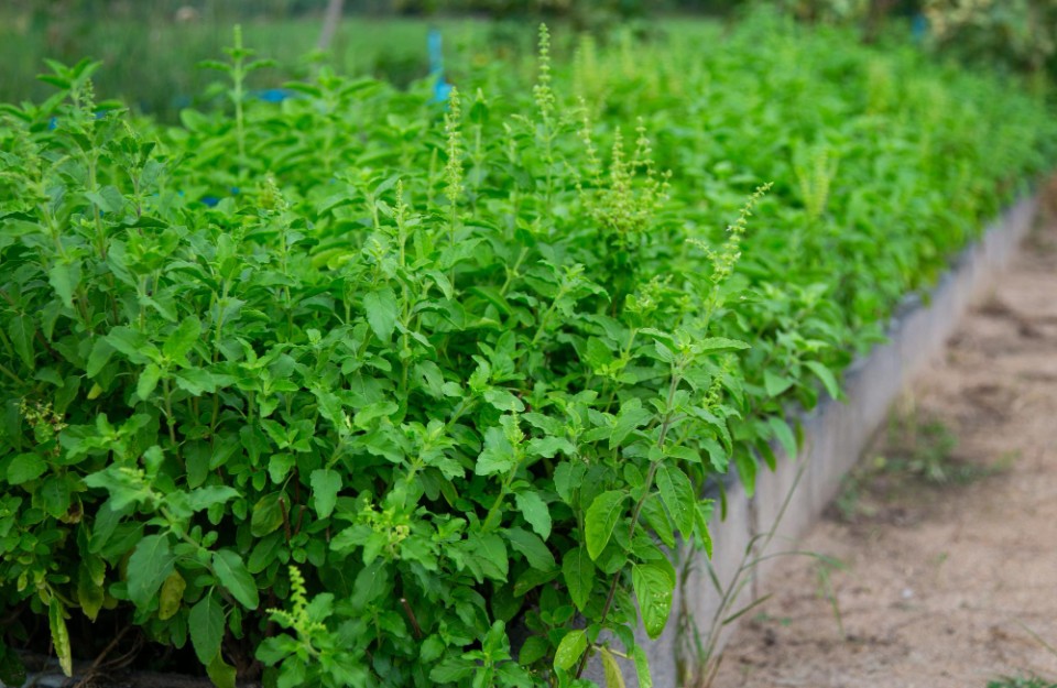Tulsi Cultivation